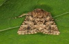 Hadena perplexa: Adult (e.l. Schw&auml;bisch Gm&uuml;nd 2012) [S]