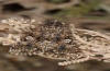 Hadena perplexa: Adult (e.l. Sardinia, Buggeru, 2012) [S]