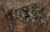 Hadena perplexa: Adult (e.l. eastern Swabian Alb, Southern Germany) [S]