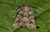 Hadena perplexa: Adult, lightre form (e.l. eastern Swabian Alb, Southern Germany) [S]