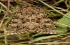 Hadena perplexa: Adult (e.l. Schw&auml;bisch Gm&uuml;nd 2012) [S]