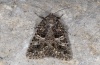 Hadena perplexa: Adult (eastern Swabian Alb, Southern Germany). This adult shows some characteristics of Sideridis rivularis. [S]