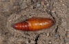 Hadena perplexa: Pupa (e.l. Sardinia 2012) [S]