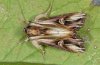Actinotia polyodon: Falter (e.l. Aitrach bei Memmingen) [S]
