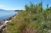 Leucania putrescens: Larvalhabitat (Italien, Gargano, Lago di Varano, Ende September 2016) [N]