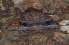 Amphipyra pyramidea: Adult [S]
