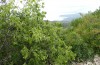 Exophyla rectangularis: Larvalhabitat (Griechenland, Peloponnes, Kastania S Taygetosgebirge, 11. Mai 2025) [N]