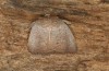 Exophyla rectangularis: Falter (e.l. Griechenland, Peloponnes, Pirgos S Taygetosgebirge, Raupen am 11. Mai 2025) [S]