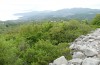 Exophyla rectangularis: Larvalhabitat (Griechenland, Peloponnes, Kastania S Taygetosgebirge, 11. Mai 2025) [N]