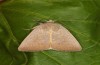 Exophyla rectangularis: Falter (e.l. Griechenland, Peloponnes, Pirgos S Taygetosgebirge, Raupen am 11. Mai 2025) [S]