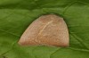 Exophyla rectangularis: Falter (e.l. Griechenland, Peloponnes, Pirgos S Taygetosgebirge, Raupen am 11. Mai 2025) [S]
