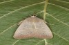 Exophyla rectangularis: Falter (e.l. Griechenland, Peloponnes, Pirgos S Taygetosgebirge, Raupen am 11. Mai 2025) [S]