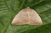 Exophyla rectangularis: Falter (e.l. Griechenland, Peloponnes, Pirgos S Taygetosgebirge, Raupen am 11. Mai 2025) [S]