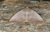 Exophyla rectangularis: Falter (e.l. Griechenland, Peloponnes, Pirgos S Taygetosgebirge, Raupen am 11. Mai 2025) [S]
