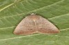 Exophyla rectangularis: Falter (e.l. Griechenland, Peloponnes, Pirgos S Taygetosgebirge, Raupen am 11. Mai 2025) [S]
