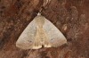 Exophyla rectangularis: Falter (e.l. Griechenland, Peloponnes, Pirgos S Taygetosgebirge, Raupen am 11. Mai 2025) [S]