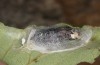 Exophyla rectangularis: Kokon, Blatt teils entfernt (e.l. Griechenland, Peloponnes, Pirgos S Taygetosgebirge, Raupen am 11. Mai 2025) [S]