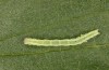 Exophyla rectangularis: Jungraupe (Griechenland, Peloponnes, Pirgos S Taygetosgebirge, 11. Mai 2025) [M]