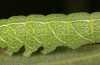 Exophyla rectangularis: Raupe (Griechenland, Peloponnes, Pirgos S Taygetosgebirge, 11. Mai 2025) [M]