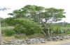 Exophyla rectangularis: Larvalhabitat (Griechenland, Peloponnes, Pirgos S Taygetosgebirge, 11. Mai 2025) [N]
