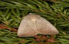 Exophyla rectangularis: Falter (e.l. Griechenland, Peloponnes, Pirgos S Taygetosgebirge, Raupen am 11. Mai 2025) [S]