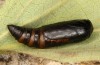 Exophyla rectangularis: Puppe (e.l. Griechenland, Peloponnes, Pirgos S Taygetosgebirge, Raupen am 11. Mai 2025) [S]