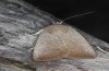 Exophyla rectangularis: Falter (e.l. Griechenland, Peloponnes, Pirgos S Taygetosgebirge, Raupen am 11. Mai 2025) [S]
