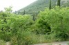 Exophyla rectangularis: Larvalhabitat (Griechenland, Peloponnes, Kastania S Taygetosgebirge, 11. Mai 2025) [N]