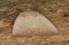 Exophyla rectangularis: Falter (e.l. Griechenland, Peloponnes, Pirgos S Taygetosgebirge, Raupen am 11. Mai 2025) [S]