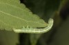 Exophyla rectangularis: Halbw&uuml;chsige Raupe (Griechenland, Peloponnes, Pirgos S Taygetosgebirge, 11. Mai 2025) [M]