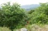 Exophyla rectangularis: Larvalhabitat (Griechenland, Peloponnes, Kastania S Taygetosgebirge, 11. Mai 2025) [N]