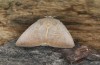 Exophyla rectangularis: Falter (e.l. Griechenland, Peloponnes, Pirgos S Taygetosgebirge, Raupen am 11. Mai 2025) [S]