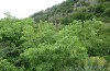 Exophyla rectangularis: Larvalhabitat (Griechenland, Peloponnes, Kastania S Taygetosgebirge, 11. Mai 2025) [N]