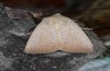 Exophyla rectangularis: Falter (e.l. Griechenland, Peloponnes, Pirgos S Taygetosgebirge, Raupen am 11. Mai 2025) [N]