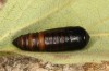 Exophyla rectangularis: Puppe (e.l. Griechenland, Peloponnes, Pirgos S Taygetosgebirge, Raupen am 11. Mai 2025) [S]