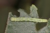 Exophyla rectangularis: Halbw&uuml;chsige Raupe (Griechenland, Peloponnes, Pirgos S Taygetosgebirge, 11. Mai 2025) [M]