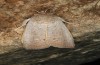 Exophyla rectangularis: Falter (e.l. Griechenland, Peloponnes, Pirgos S Taygetosgebirge, Raupen am 11. Mai 2025) [S]