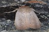 Exophyla rectangularis: Falter (e.l. Griechenland, Peloponnes, Pirgos S Taygetosgebirge, Raupen am 11. Mai 2025) [N]