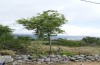 Exophyla rectangularis: Larvalhabitat (Griechenland, Peloponnes, Pirgos S Taygetosgebirge, 11. Mai 2025) [N]
