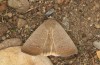 Exophyla rectangularis: Falter (e.l. Griechenland, Peloponnes, Pirgos S Taygetosgebirge, Raupen am 11. Mai 2025) [S]