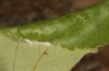Exophyla rectangularis: Kokon (e.l. Griechenland, Peloponnes, Pirgos S Taygetosgebirge, Raupen am 11. Mai 2025) [S]