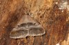 Acantholipes regularis: Adult (e.l. rearing, Greece, Samos Island, Ireon, larva in late June 2016) [S]