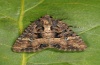Mesapamea secalis: Adult (e.l. Memmingen 2011) [S]