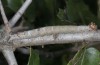 Catocala separata: Larva (N-Greece, Leptokarya, May 2014) [M]