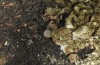 Brachionycha sphinx: Egg (S-Germany, Stuttgart-Sillenbuch, female in late November 2016) [S]