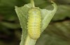 Lacanobia splendens: Half-grown larva (breeding photo, S-Germany, Allg&auml;u, 2020) [S]