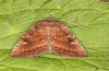 Lacanobia splendens: Adult (breeding photo, S-Germany, Allg&auml;u, 2020) [S]
