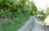 Amphipyra stix: Larvalhabitat an einem lichten Waldweg (Samos, Manolates, Mitte Mai 2017) [N]