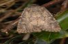 Luperina testacea: Falter (e.l. Memmingen 2010) [S]