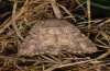Luperina testacea: Falter (e.l. Memmingen 2010) [S]